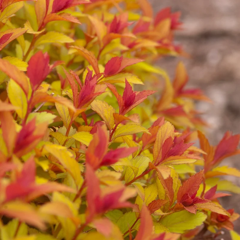 Spiraea japonica 'Magic Carpet®' – Spirée japonaise 'Magic Carpet®'