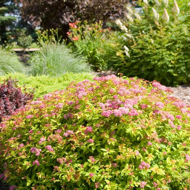 Spiraea japonica 'Magic Carpet®' – Spirée japonaise 'Magic Carpet®'
