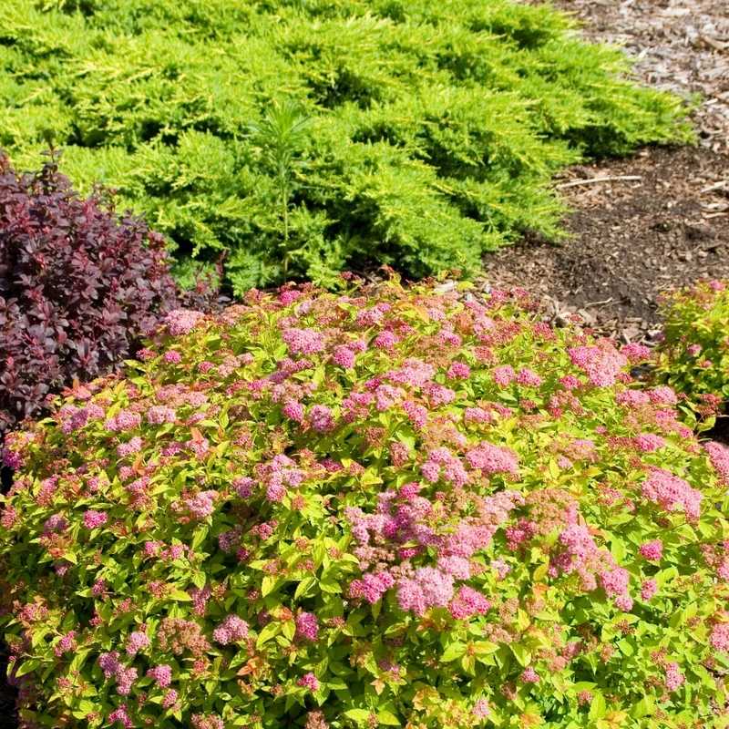 Spiraea japonica 'Magic Carpet®' – Spirée japonaise 'Magic Carpet®'