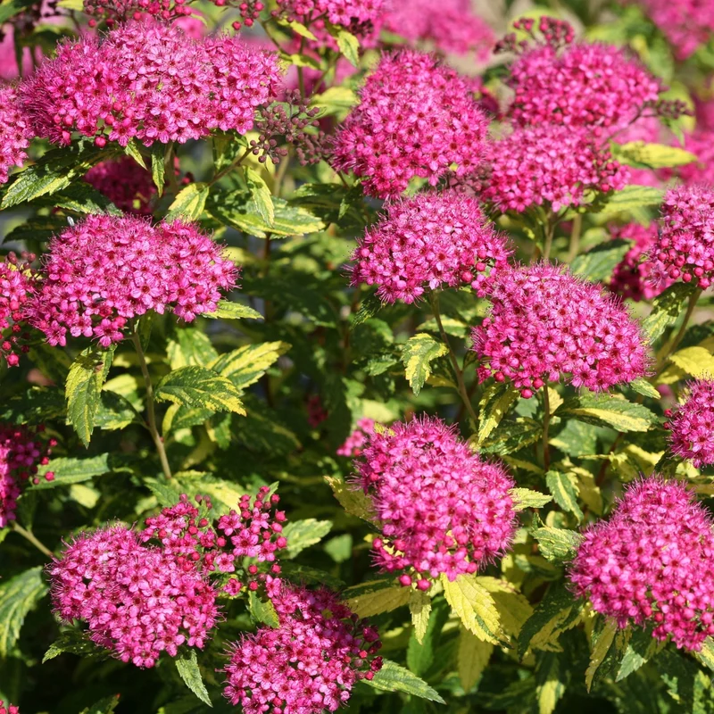 Spirée japonaise DOUBLE PLAY® PAINTED LADY®
