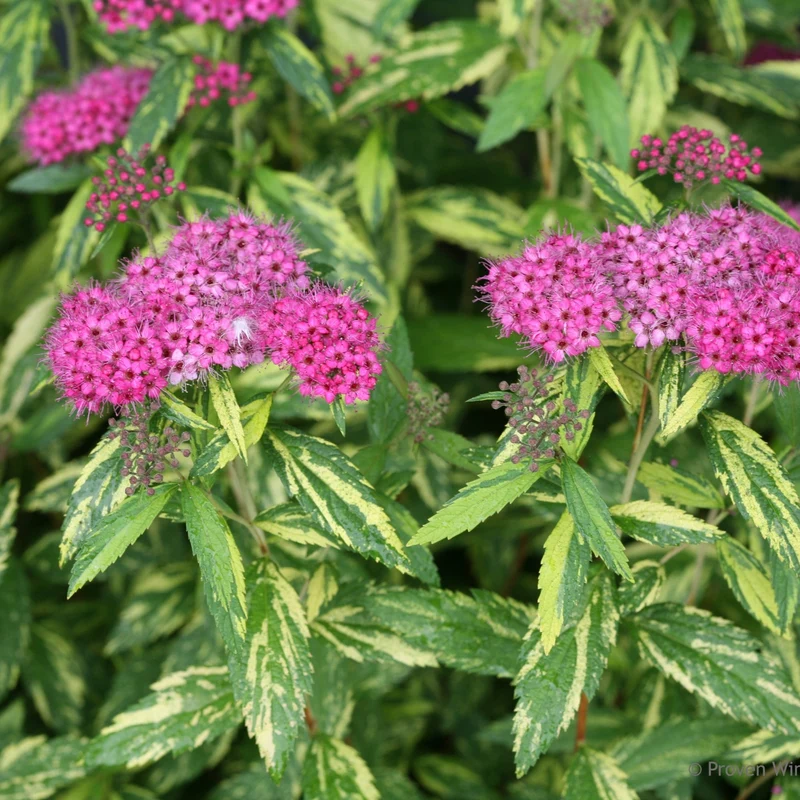 Spirée japonaise DOUBLE PLAY® PAINTED LADY®