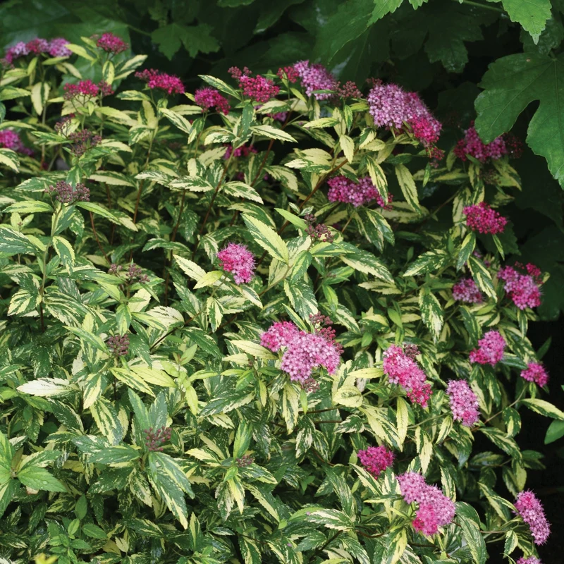 Spirée japonaise DOUBLE PLAY® PAINTED LADY®