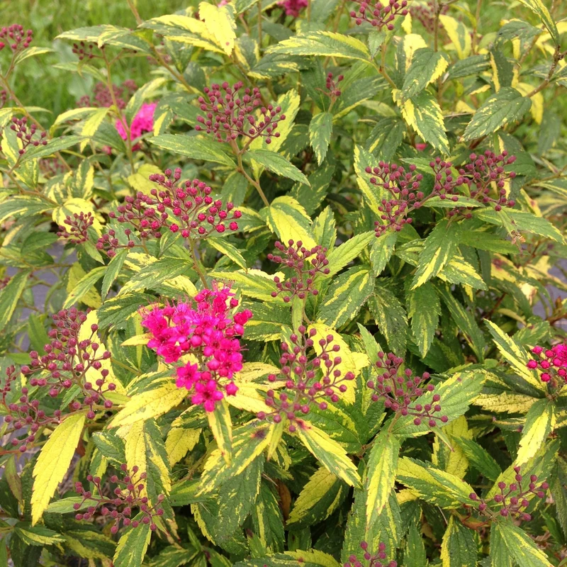 Spirée japonaise DOUBLE PLAY® PAINTED LADY®
