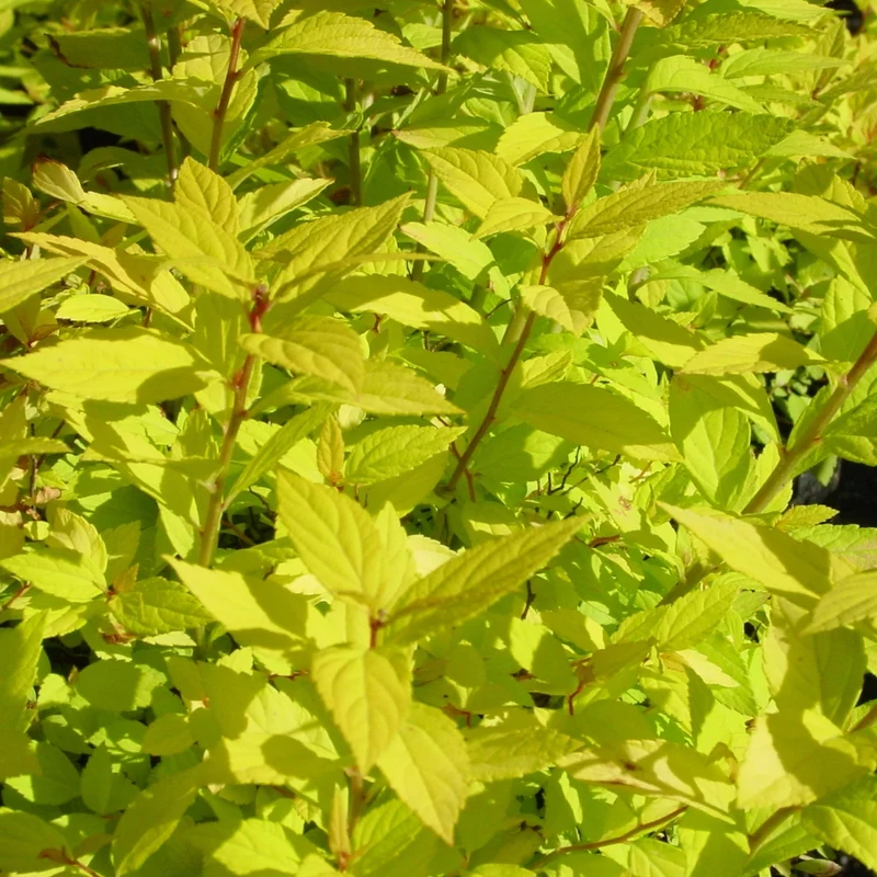 Spiraea japonica 'Goldmound' - Spirée japonaise