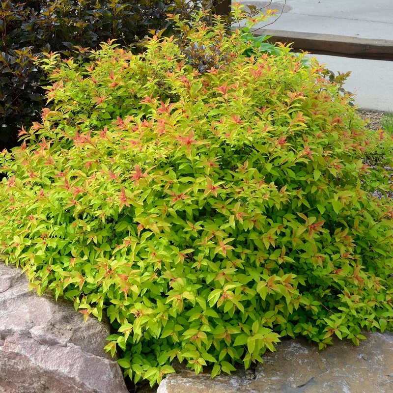 Spiraea japonica 'Goldmound' - Spirée japonaise