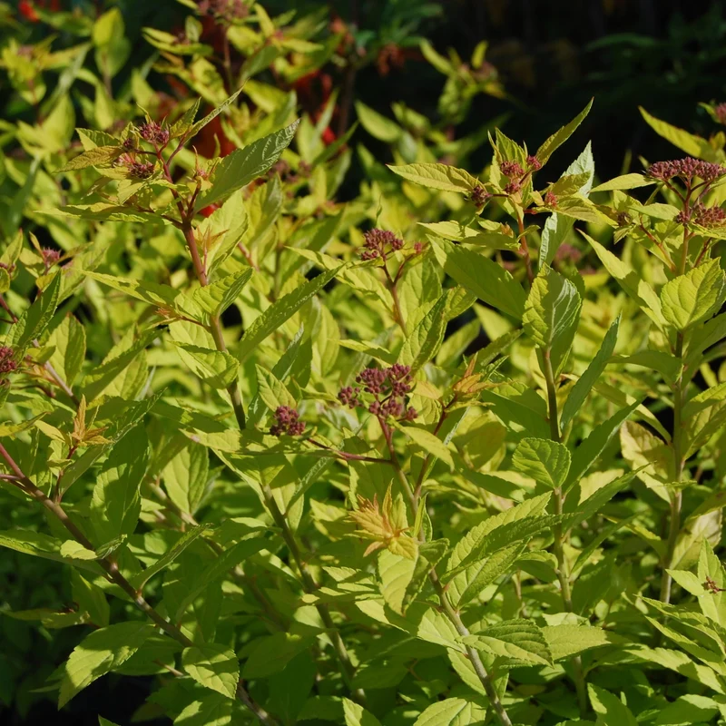 Spiraea japonica 'Goldmound' - Spirée japonaise