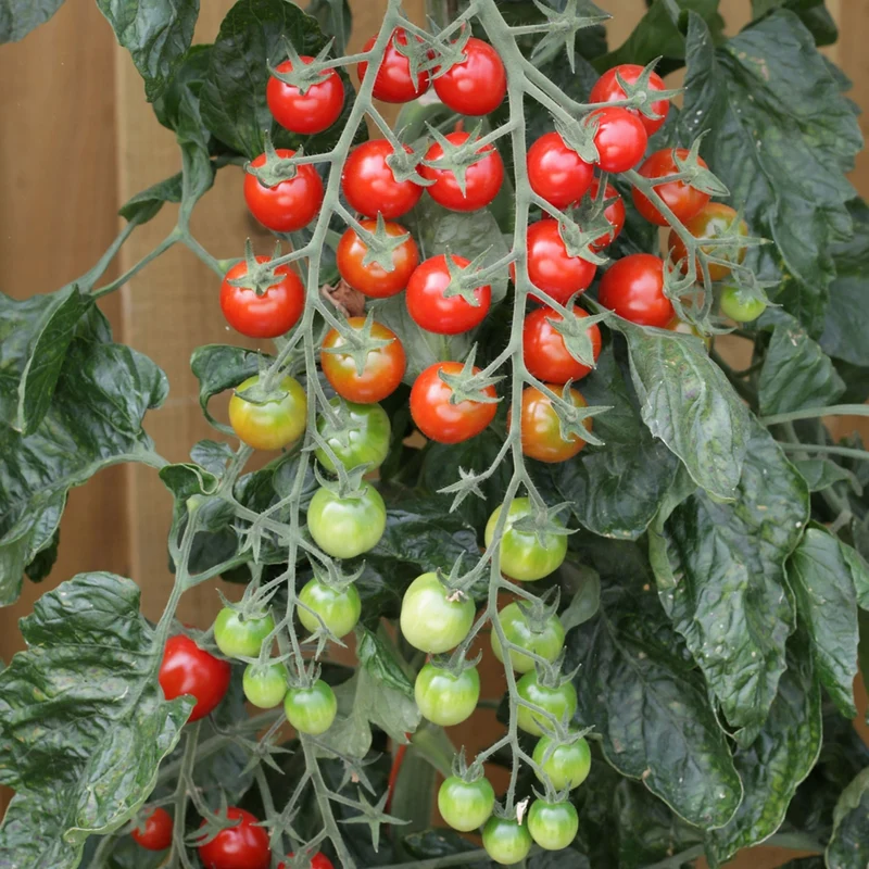 Tomate cerise 'Rapunzel'