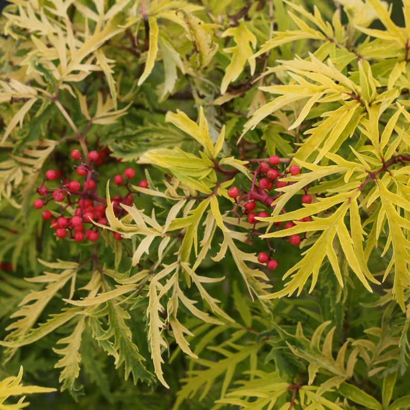 Sambucus racemosa 'Lemony Lace®' - Sureau rouge 'Lemony Lace®'