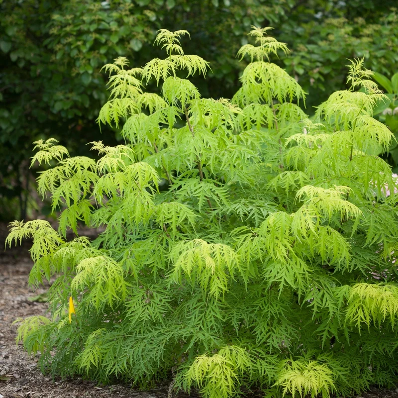 Sambucus racemosa 'Lemony Lace®' - Sureau rouge 'Lemony Lace®'