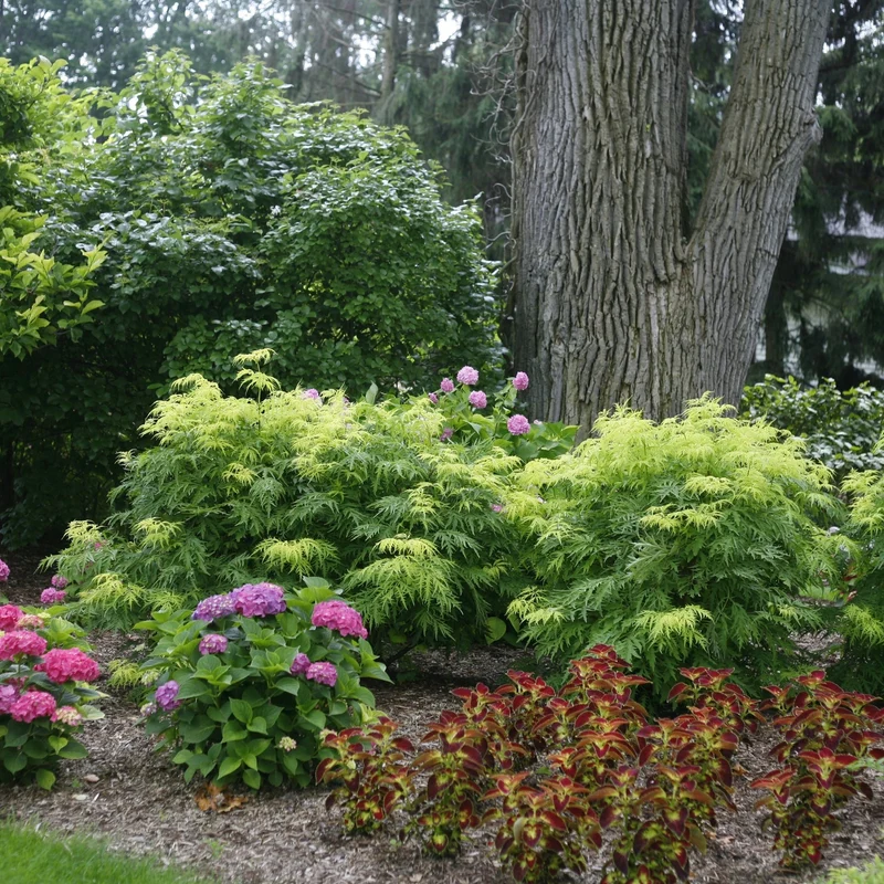 Sambucus racemosa 'Lemony Lace®' - Sureau rouge 'Lemony Lace®'