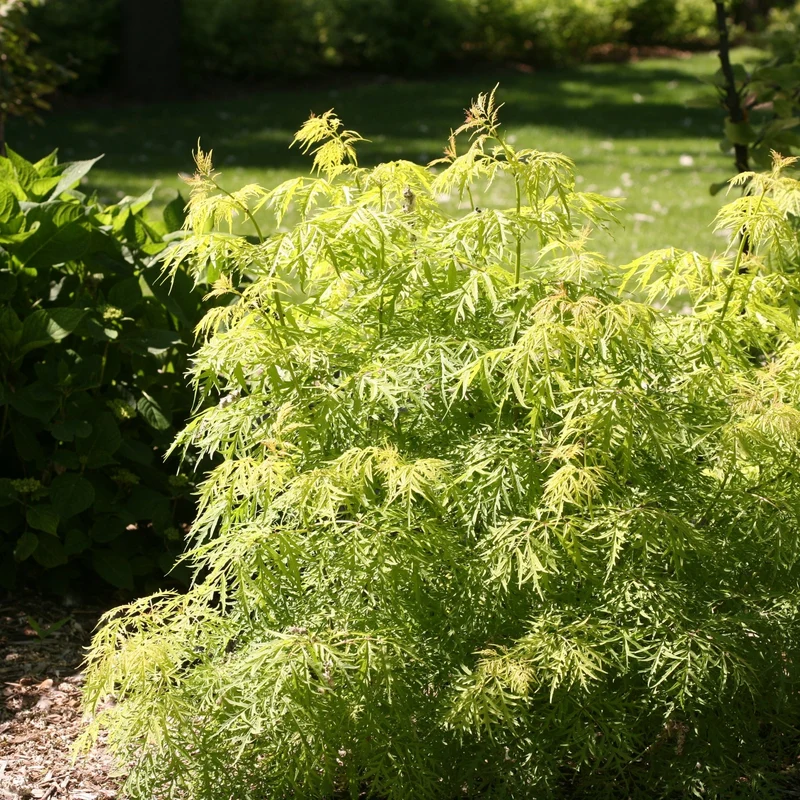 Sambucus racemosa 'Lemony Lace®' - Sureau rouge 'Lemony Lace®'