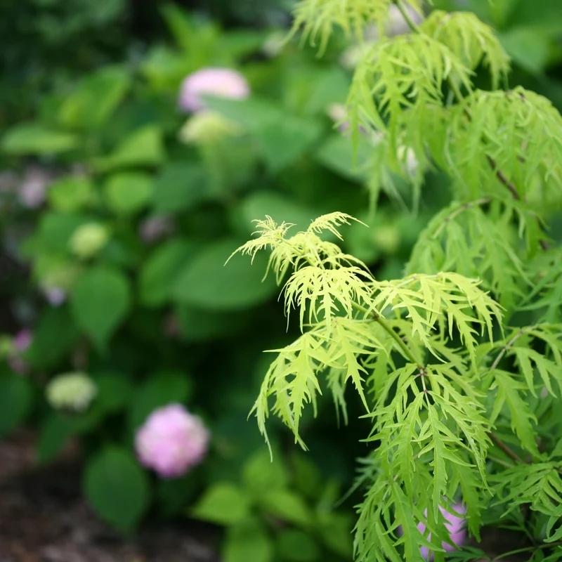 Sambucus racemosa 'Lemony Lace®' - Sureau rouge 'Lemony Lace®'