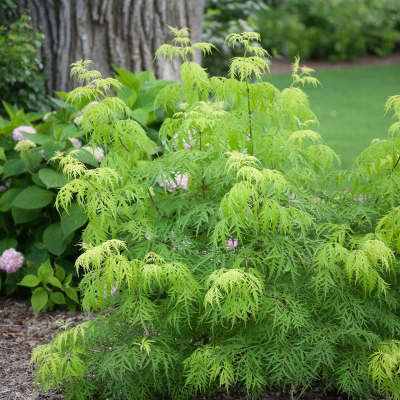 Sambucus racemosa 'Lemony Lace®' - Sureau rouge 'Lemony Lace®'