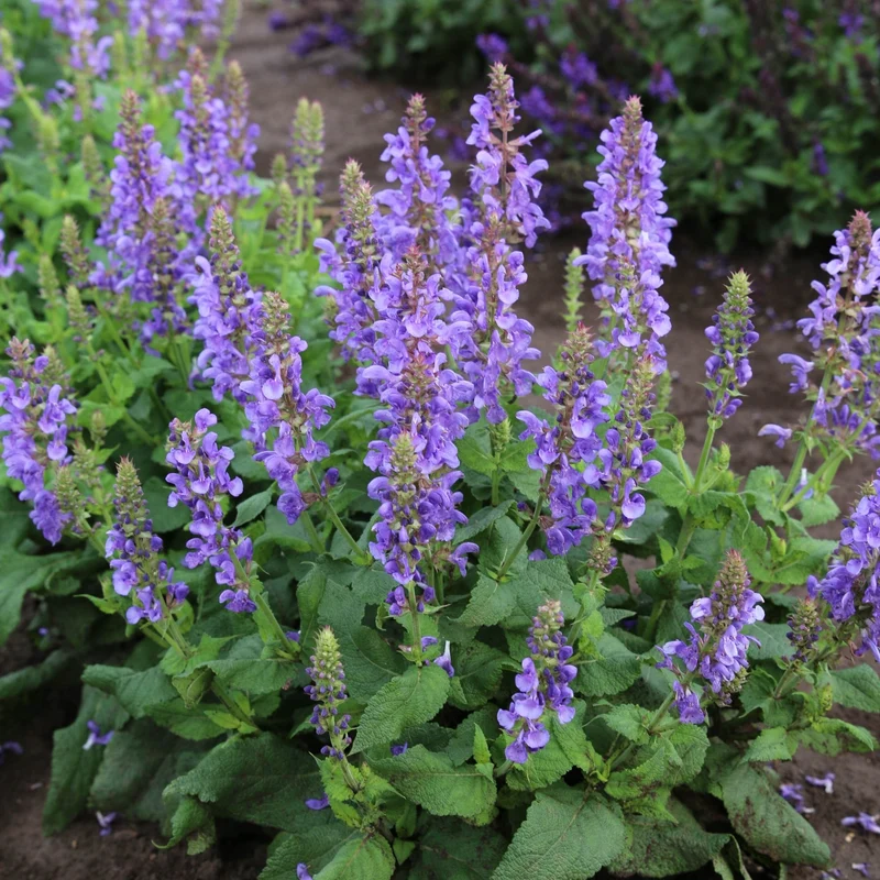 Sauge des Bois 'Sky Blue Marvel'