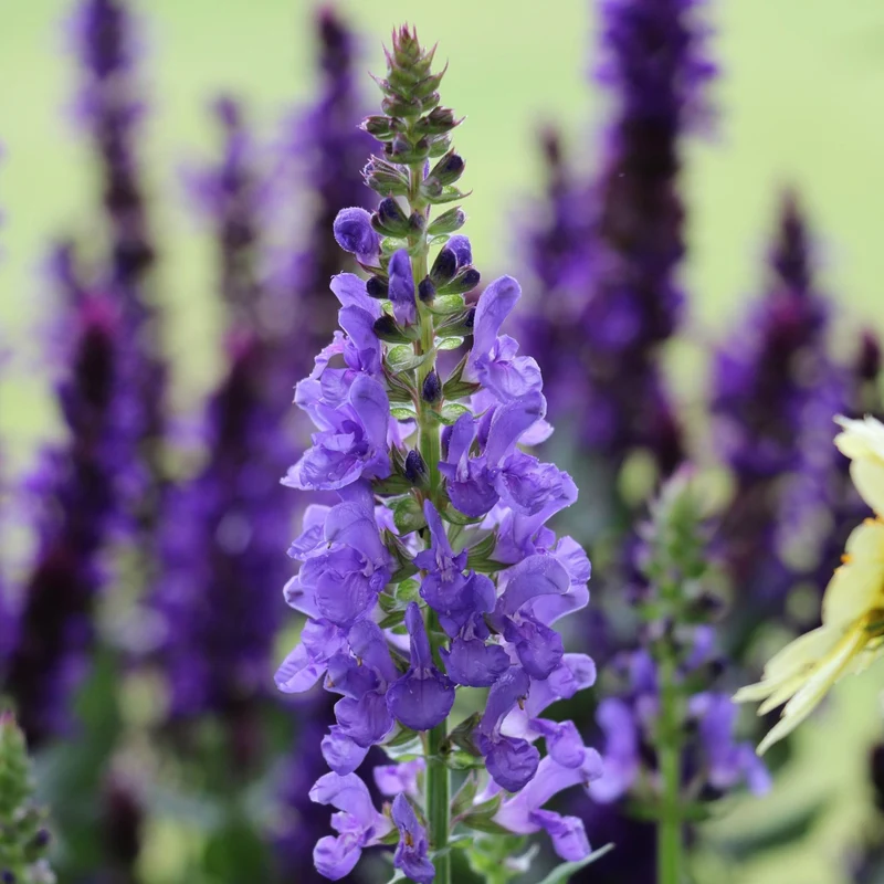 Sauge des Bois 'Sky Blue Marvel'