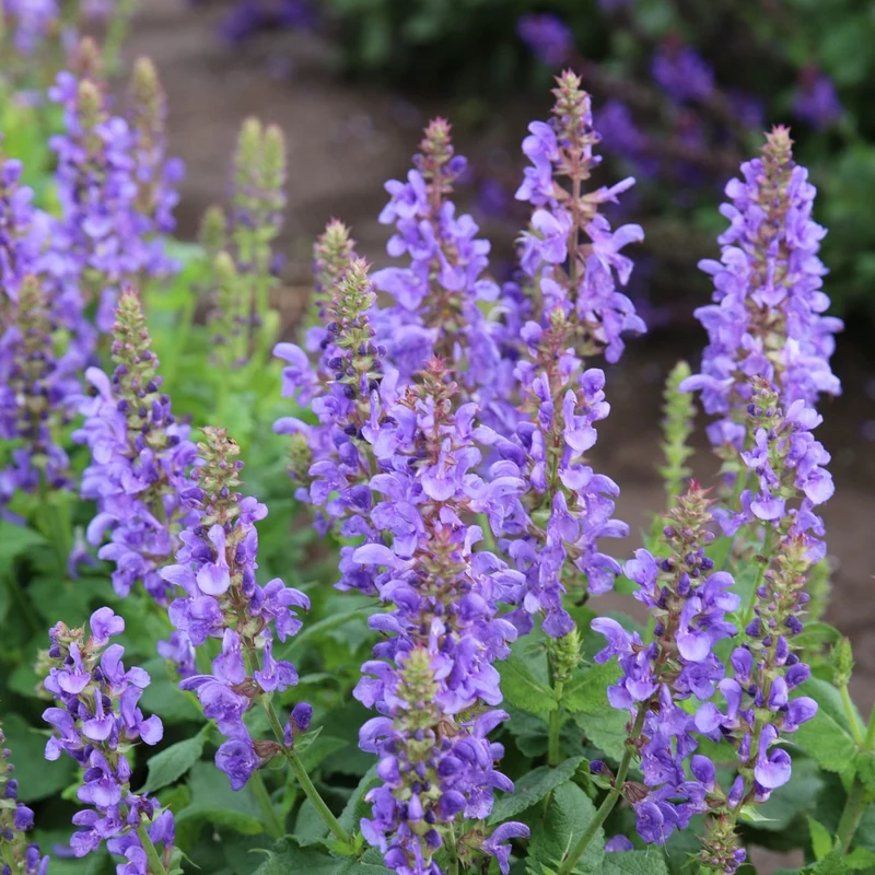 Sauge des Bois 'Sky Blue Marvel'