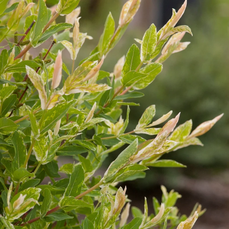 Salix integra 'Hakuro-Nishiki - Saule 'Hakuro Nishiki' ou Saule Crevette