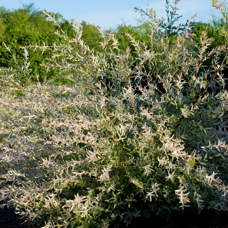 Salix integra 'Hakuro-Nishiki - Saule 'Hakuro Nishiki' ou Saule Crevette