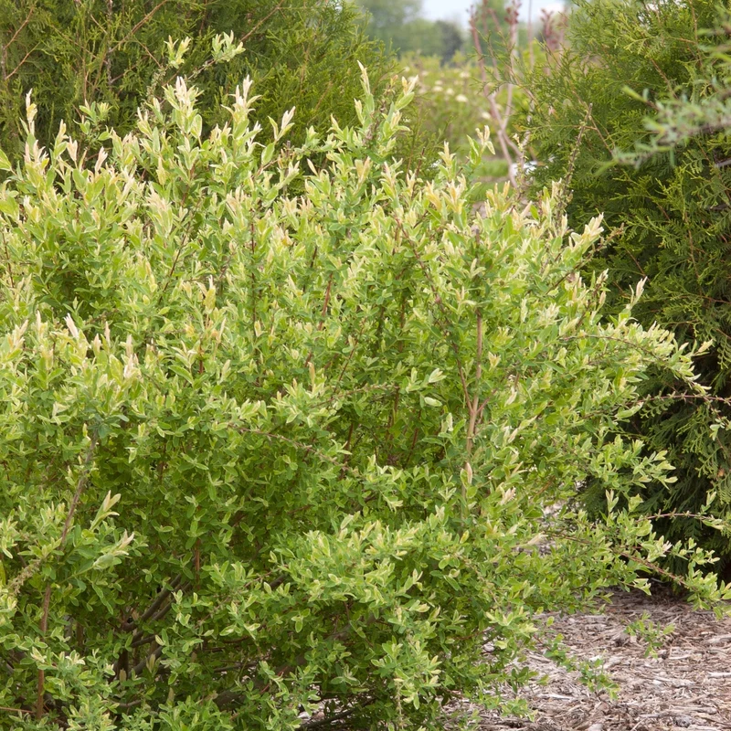 Salix integra 'Hakuro-Nishiki - Saule 'Hakuro Nishiki' ou Saule Crevette