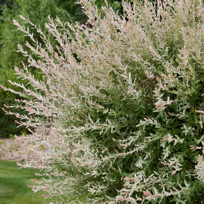 Salix integra 'Hakuro-Nishiki - Saule 'Hakuro Nishiki' ou Saule Crevette