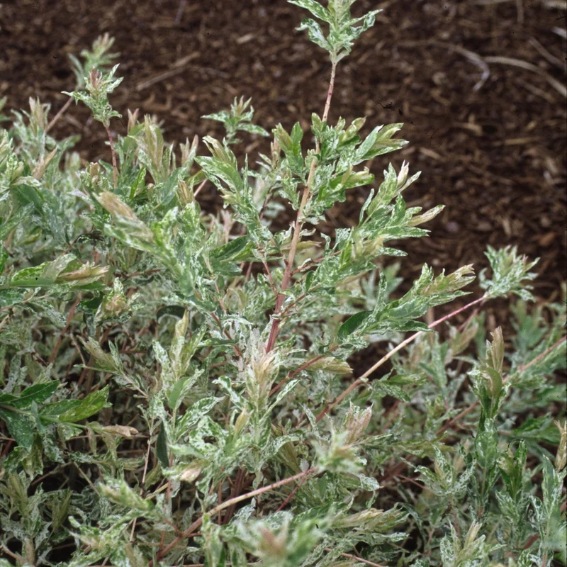 Salix integra 'Hakuro-Nishiki - Saule 'Hakuro Nishiki' ou Saule Crevette