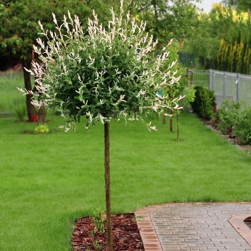 Salix integra 'Hakuro-Nishiki - Saule 'Hakuro Nishiki' ou Saule Crevette