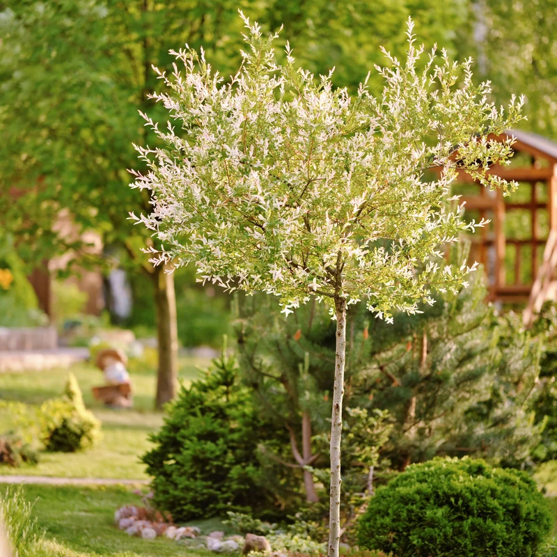 Salix integra 'Hakuro-Nishiki - Saule 'Hakuro Nishiki' ou Saule Crevette