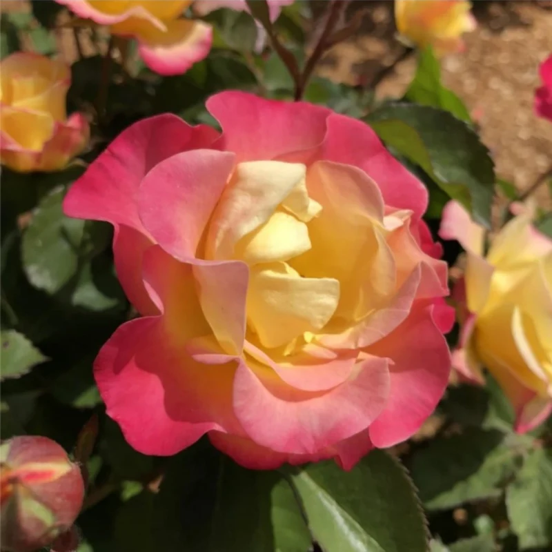 Rosier GUMBALL GOODY™