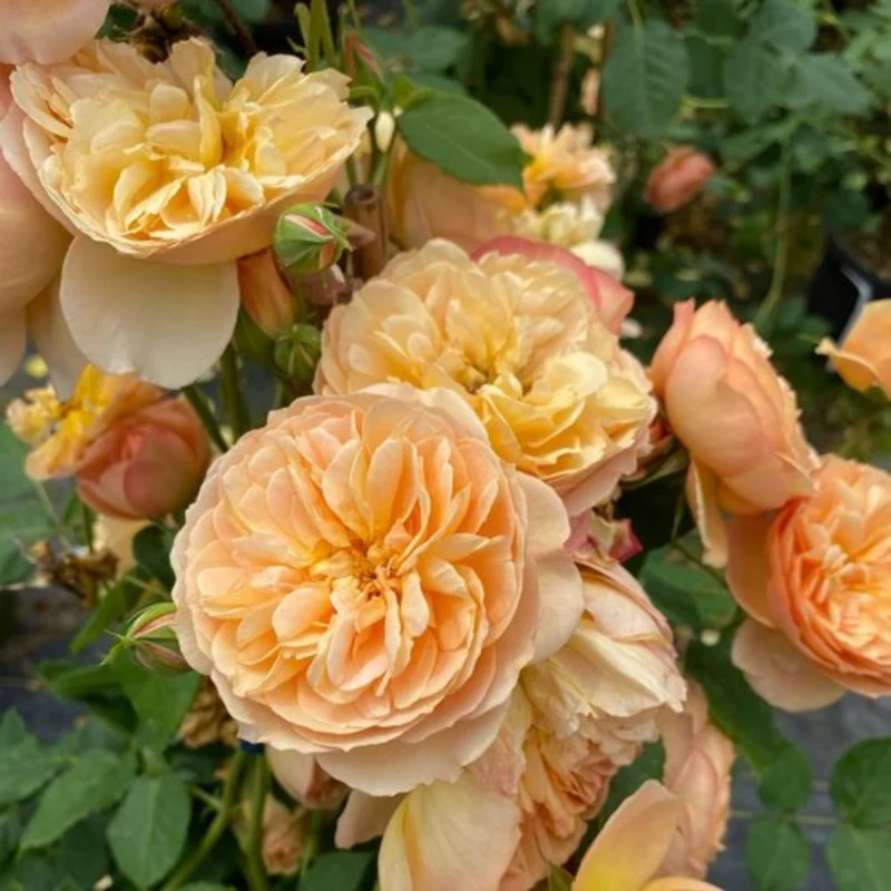 Rosier FLAVORETTE™ Honey-Apricot