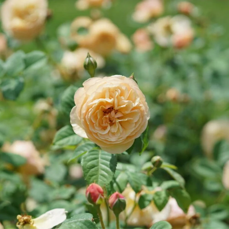 Rosier FLAVORETTE™ Honey-Apricot