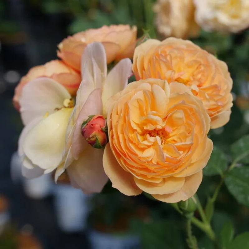 Rosier FLAVORETTE™ Honey-Apricot