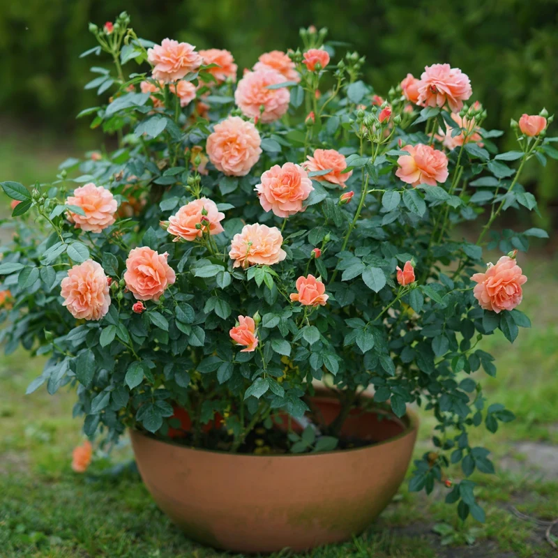 Rosa 'At Last®' – Rosier 'At Last®'