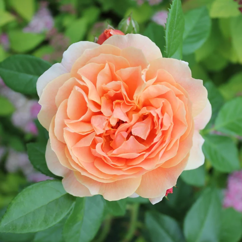 Rosa 'At Last®' – Rosier 'At Last®'