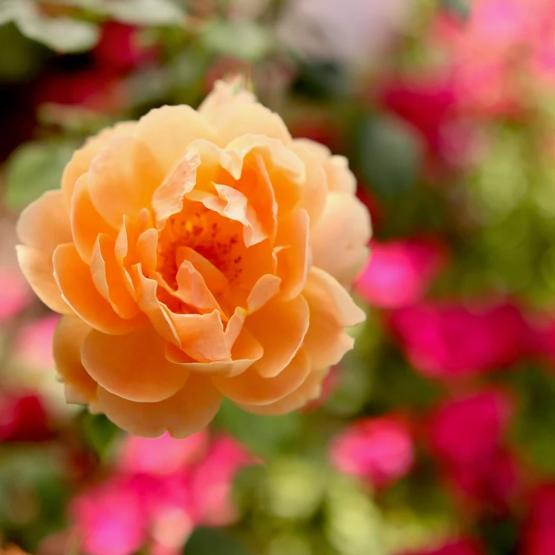 Rosa 'At Last®' – Rosier 'At Last®'