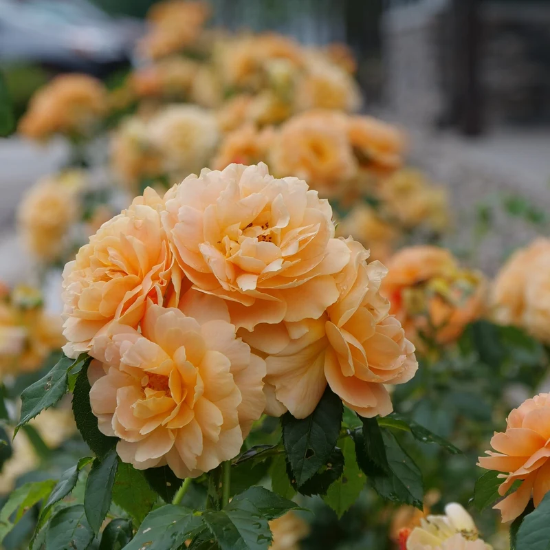 Rosa 'At Last®' – Rosier 'At Last®'