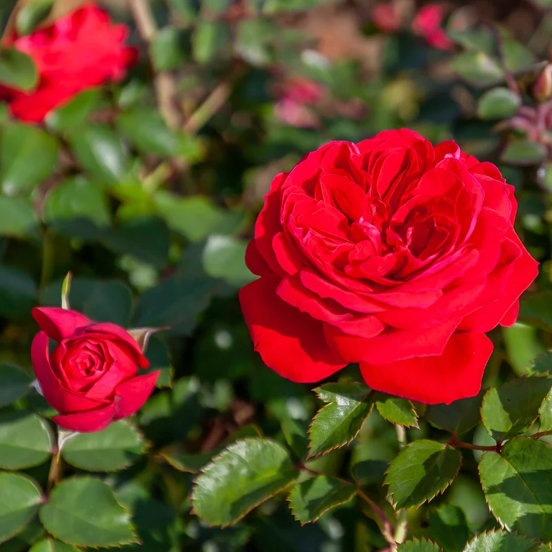 Rosa Canadian Shield® – Rosier 'Bouclier Canadien' (Collection 49e Parallèle)