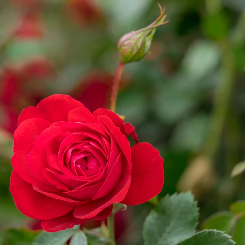 Rosa Canadian Shield® – Rosier 'Bouclier Canadien' (Collection 49e Parallèle)