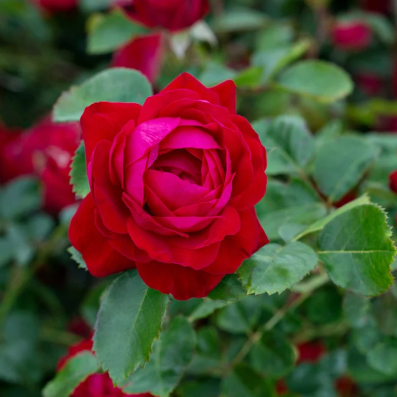 Rosa Canadian Shield® – Rosier 'Bouclier Canadien' (Collection 49e Parallèle)
