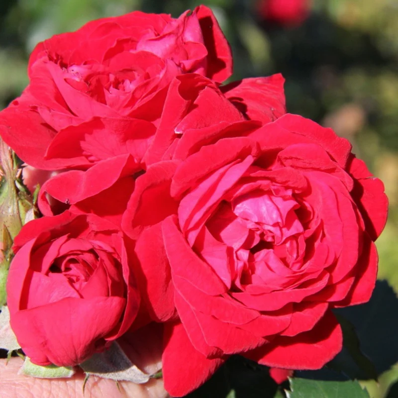 Rosa Canadian Shield® – Rosier 'Bouclier Canadien' (Collection 49e Parallèle)