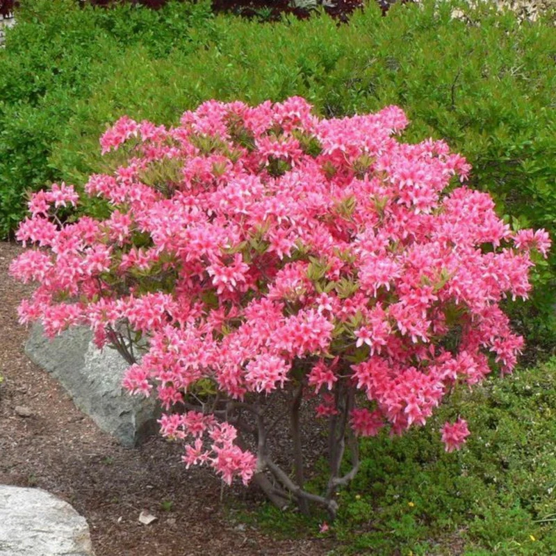 Rhododendron 'Rosy Lights' (Série Northern Lights™) – Azalée