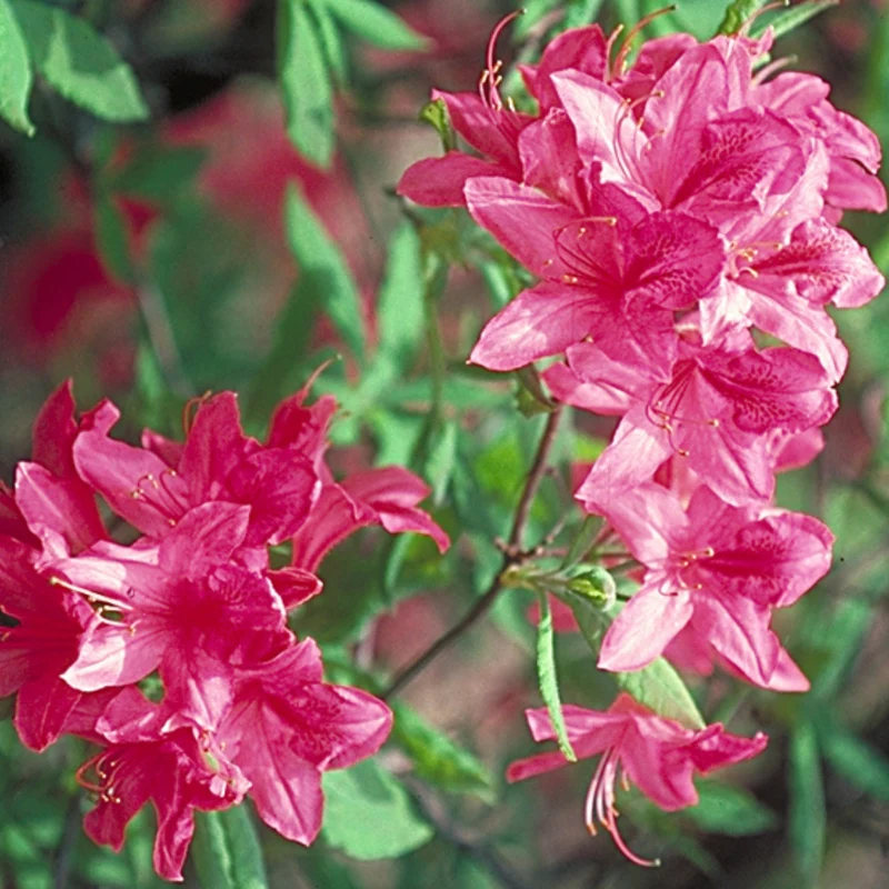 Rhododendron 'Rosy Lights' (Série Northern Lights™) – Azalée