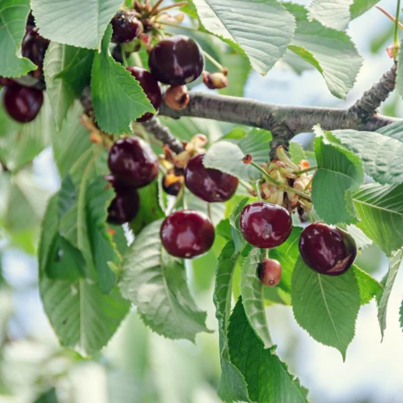 Cerisier nain 'Juliet' - Prunus x kerrasis 'Juliet'