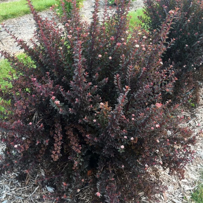 Physocarpe SWEET CHERRY TEA™