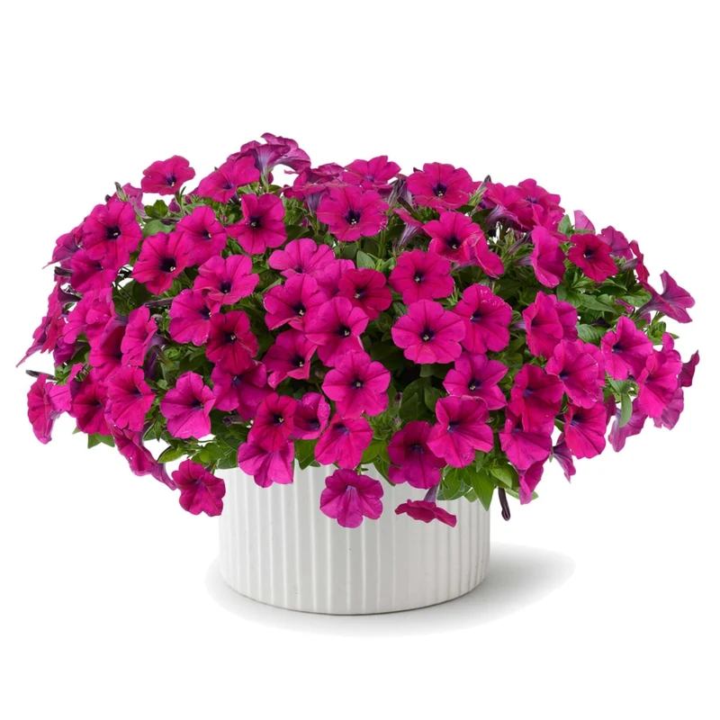 Petunia x hybrida Série Capella™ - Pétunia Capella™