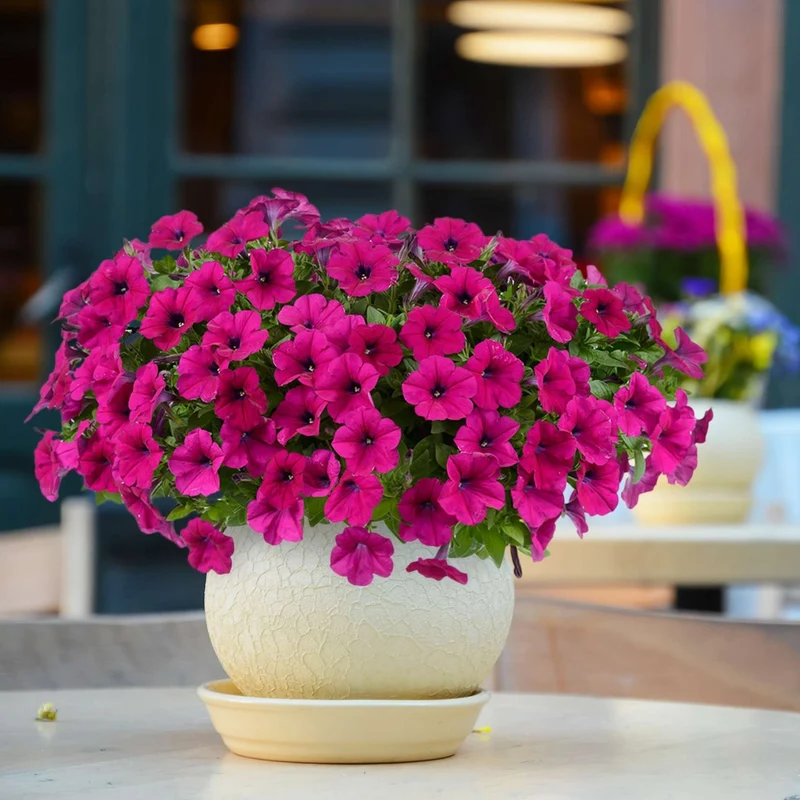 Petunia x hybrida Série Capella™ - Pétunia Capella™