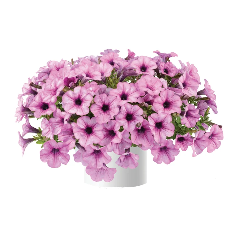 Petunia x hybrida Série Capella™ - Pétunia Capella™