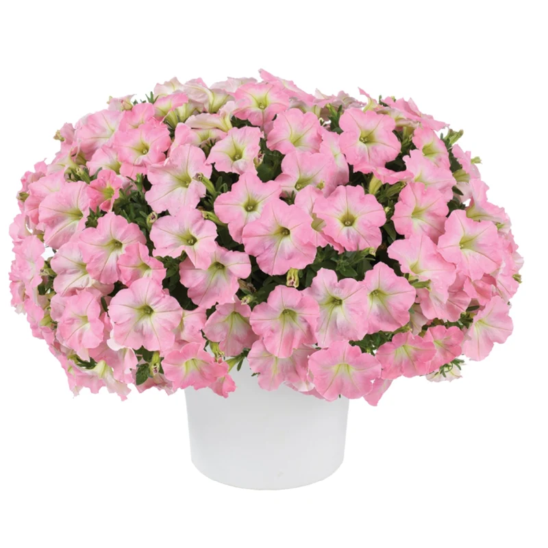 Petunia x hybrida Série Capella™ - Pétunia Capella™