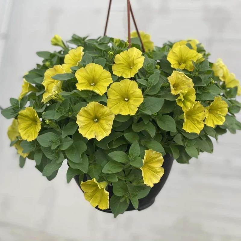 Petunia x hybrida Série Capella™ - Pétunia Capella™