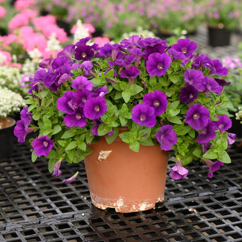 Petunia x hybrida Série Capella™ - Pétunia Capella™