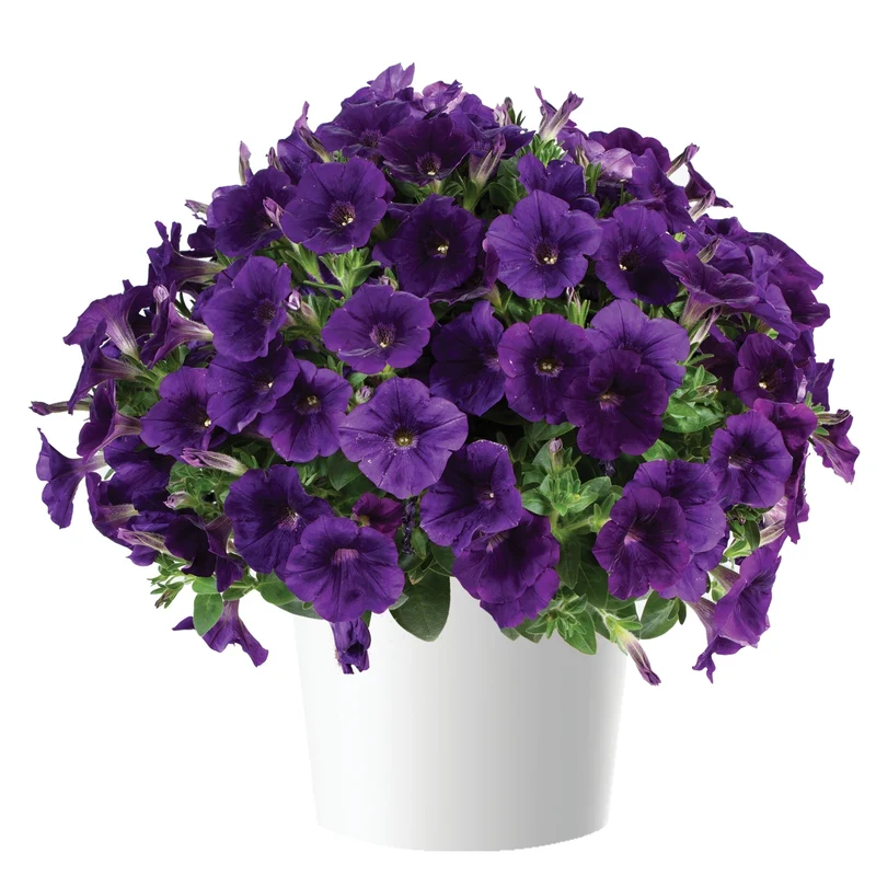 Petunia x hybrida Série Capella™ - Pétunia Capella™